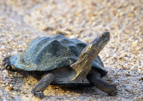 Pelomedusa gehafie (Eritrean helmeted turtle)