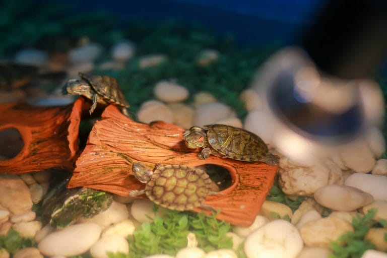 Red-eared turtle in a blue indoor pond tub setup