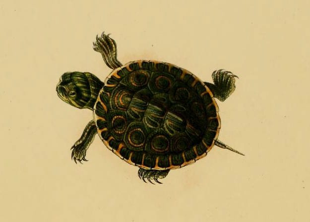 Trachemys ornata (Ornate Slider)