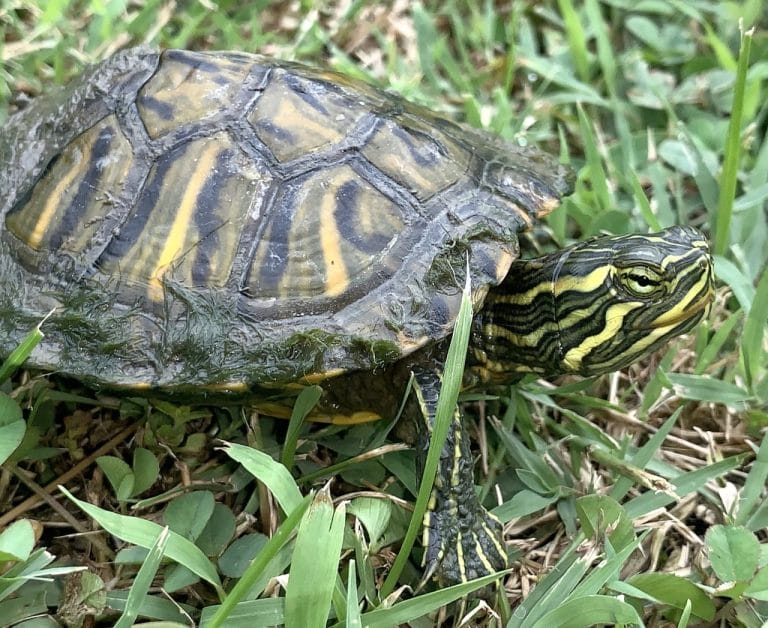 Trachemys scripta troostii (Cumberland Slider)