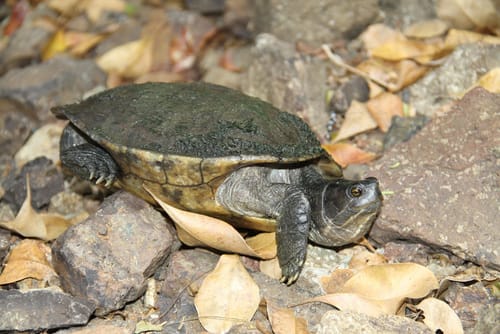 Trachemys stejnegeri malonei (Inagua slider)