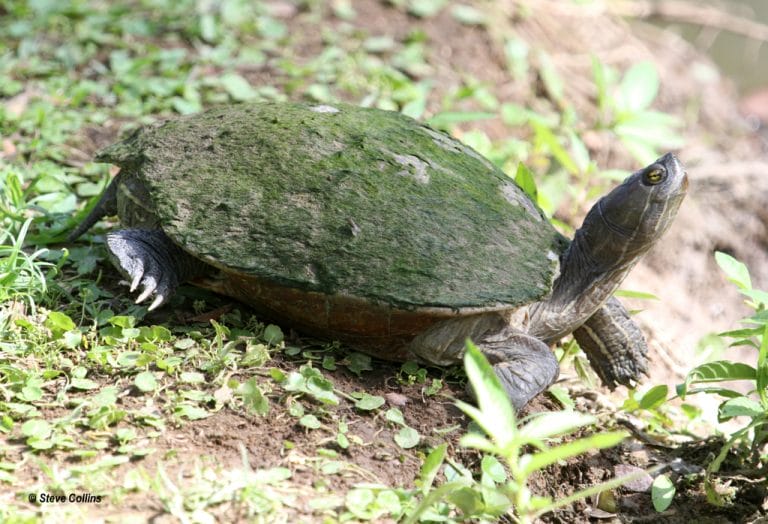 Trachemys stejnegeri stejnegeri (Puerto Rican slider)