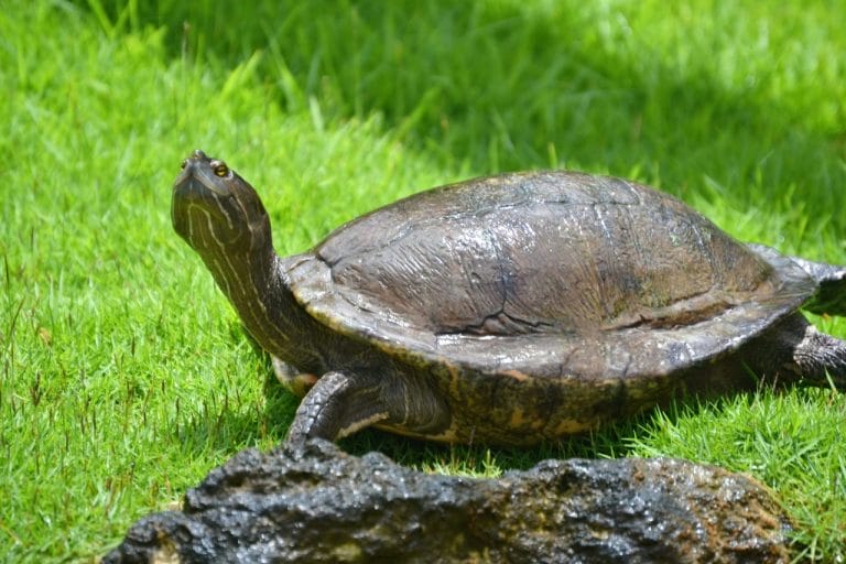 Trachemys stejnegeri vicina (Dominican slider)