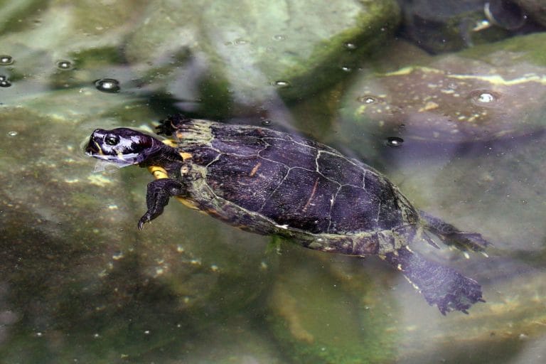 Trachemys terrapen (Jamaican Slider)