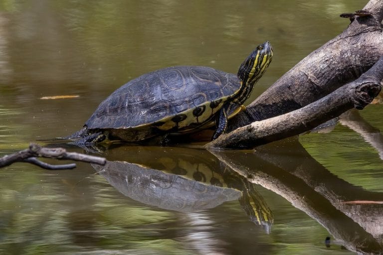 Trachemys venusta (Meso-American slider)