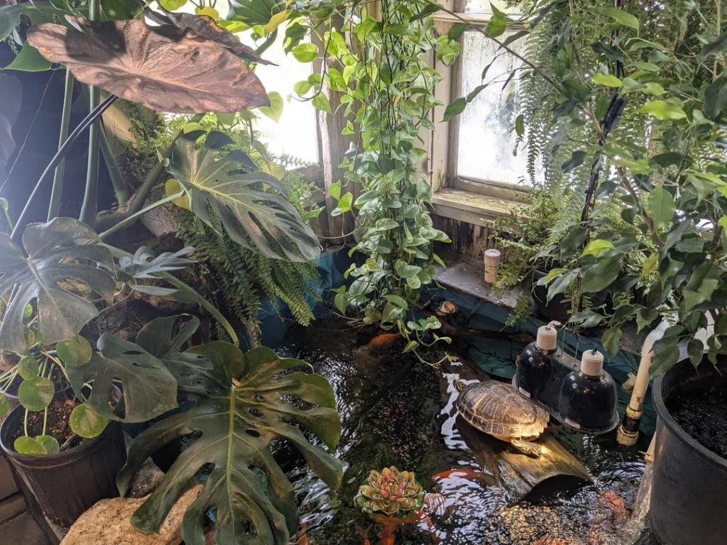Indoor turtle pond inside a sunroom filled with monstera and pothos plants