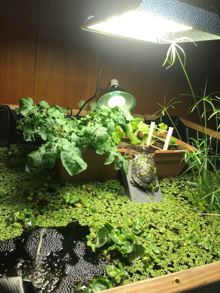Indoor turtle pond covered in duckweed and water lettuce with a planted garden bed