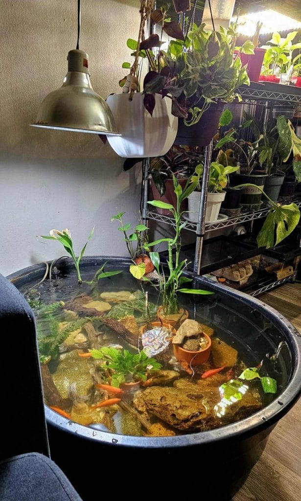Indoor turtle pond in a black stock tank surrounded by potted plants