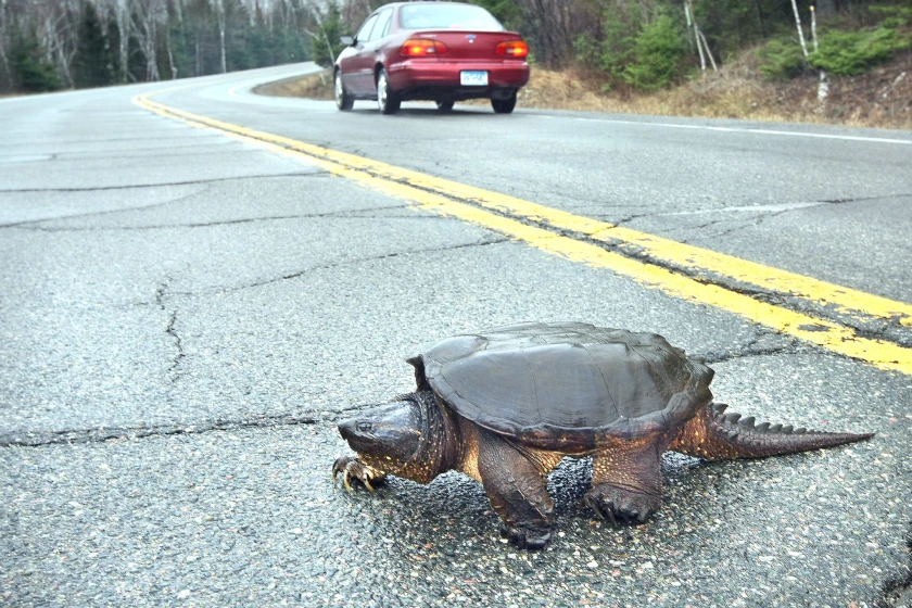 Snapping turtle crossing a road after leaving the water