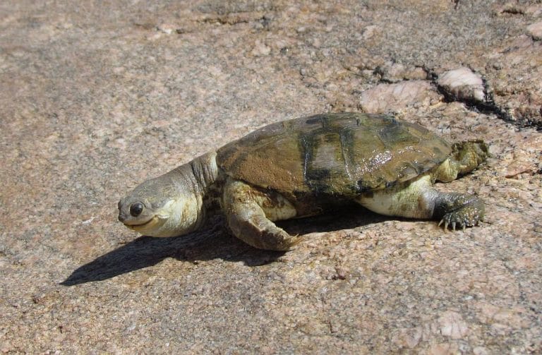 Pelomedusa somalica (Somali Helmeted Turtle)