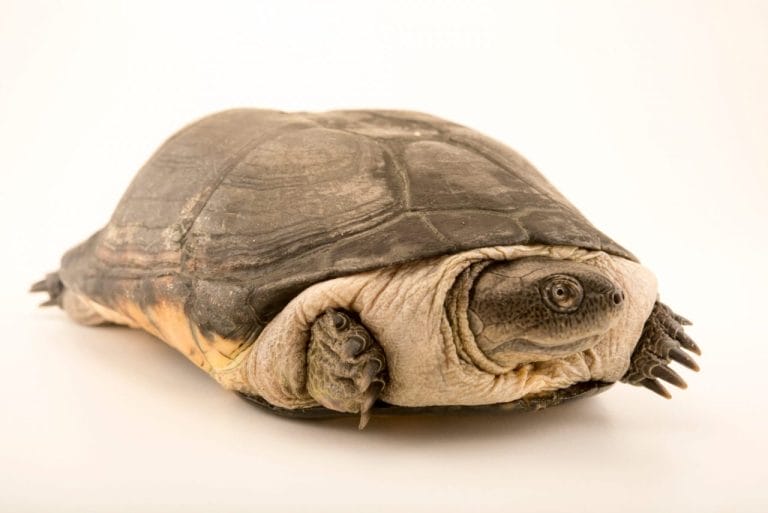 Pelusios adansonii (Adanson’s Mud Turtle)