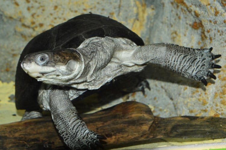 Pelusios chapini (Central African Mud Turtle)