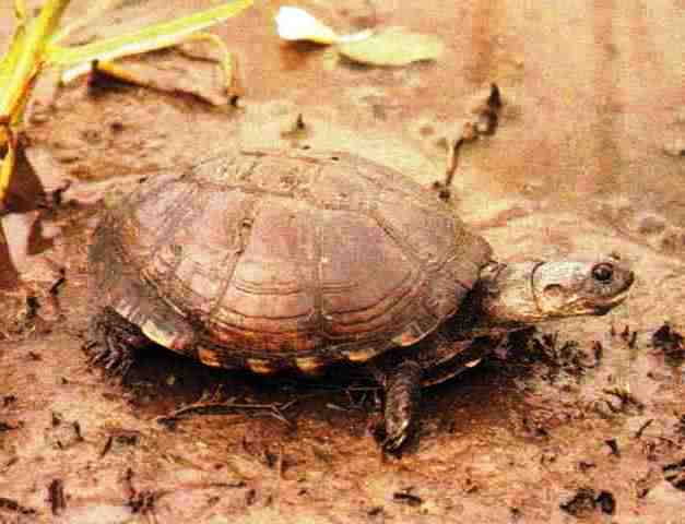 Pelusios subniger (East African black mud turtle)