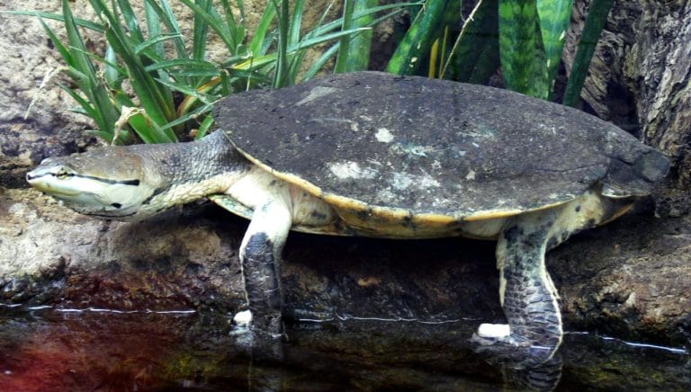 Phrynops hilarii (Hilaire’s Side-necked Turtle)