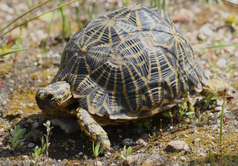 Psammobates geometricus (Geometric Tortoise)