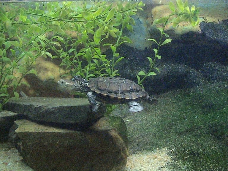 Pseudemydura umbrina (Western Swamp Turtle)