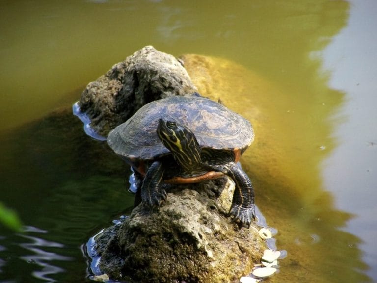 Pseudemys concinna (Eastern River Cooter)