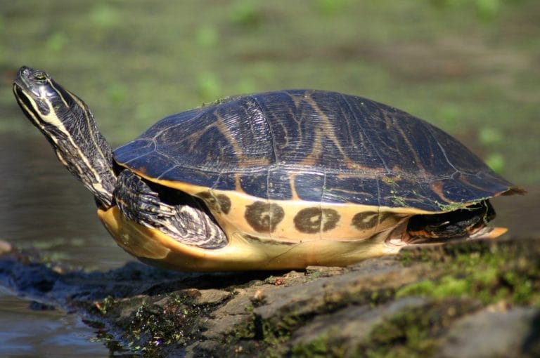 Pseudemys floridana (Florida Cooter)