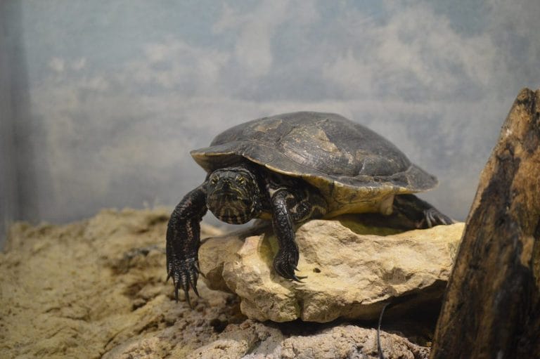 Pseudemys gorzugi (Rio Grande Cooter)