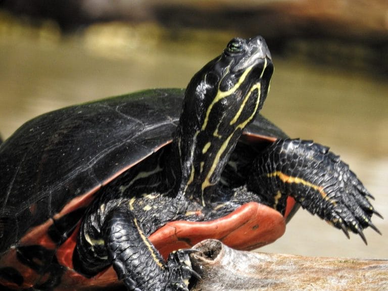 Pseudemys rubriventris (Northern Red-bellied Cooter)