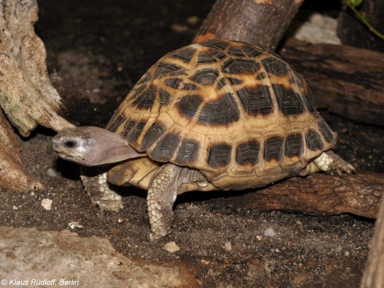 7 Tortoise Toys and Enrichment Ideas You Can Make at Home
