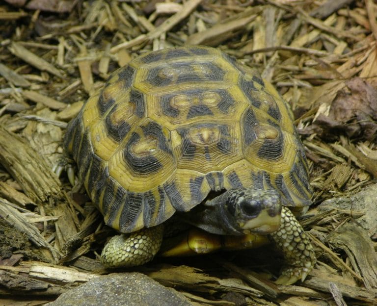 Pyxis planicauda (Flat-tailed Tortoise)