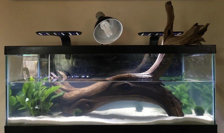 Budget aquatic turtle habitat with hang-on basking dock and blue gravel