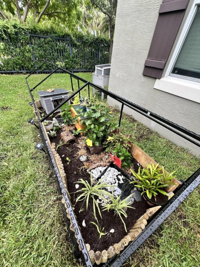 Tropical patio tortoise garden with potted hibiscus, decorative rocks, white stones, and a wooden ramp tortoise house