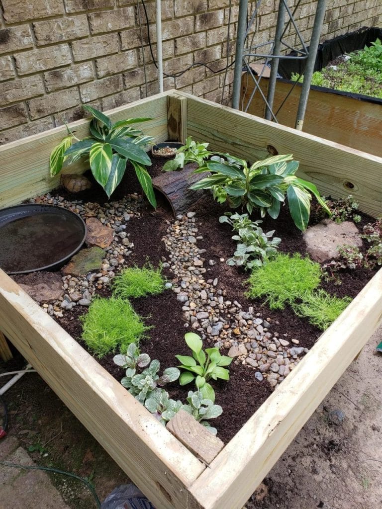 Zen box tortoise garden with raised wooden bed, pebble path, lamb's ear, and a half-log hide