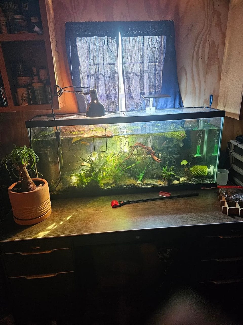 Red-Eared Slider Habitat Ideas: 8 Indoor, Outdoor & DIY Tank Setups ... - Red Eared Slider Tank Indoor Setup
