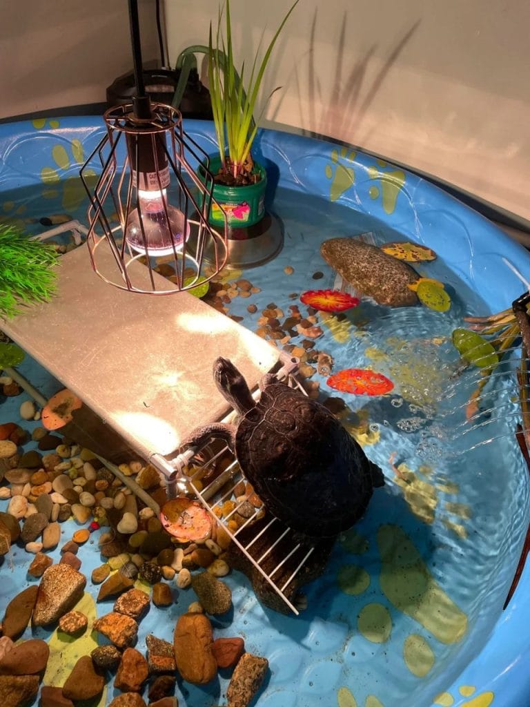 Kiddie pool red-eared slider turtle habitat with gravel, rocks, pond plants, and a metal basking ramp