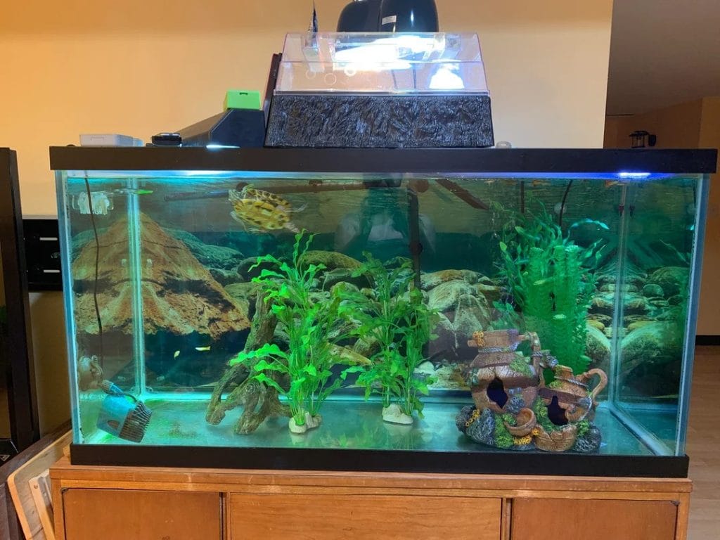 Red-eared slider turtle habitat setup ideas including tank, pool, and DIY enclosure designs