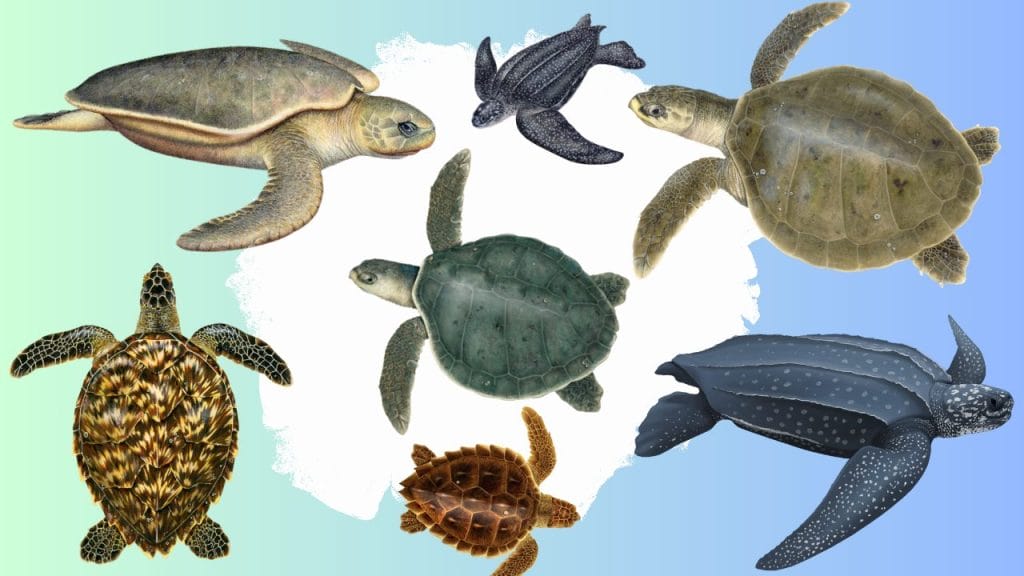 sea turtle identification guide featuring all 7 species