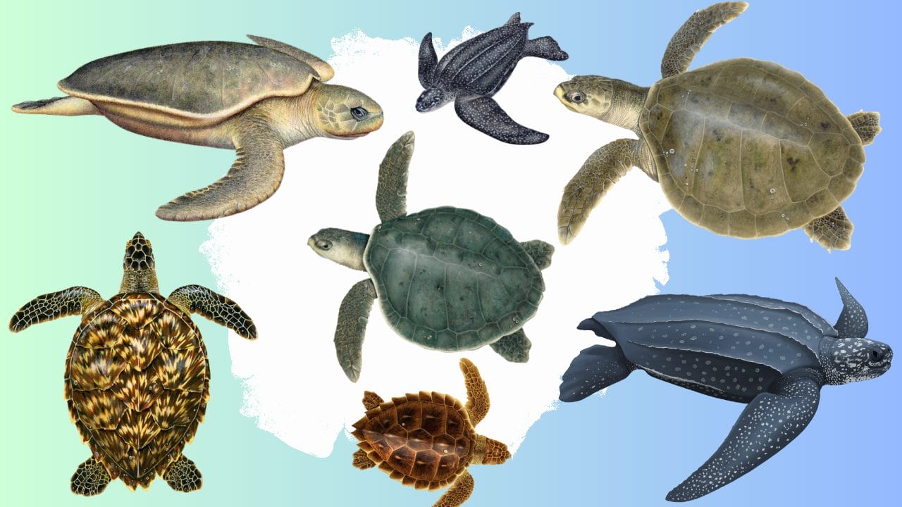 sea turtle identification guide featuring all 7 species
