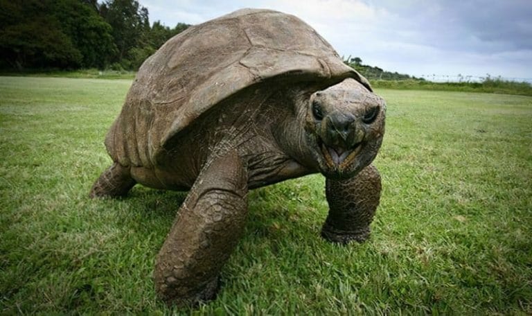 What Can a 200-Year-Old Tortoise Teach Us About Living a Long, Happy Life?