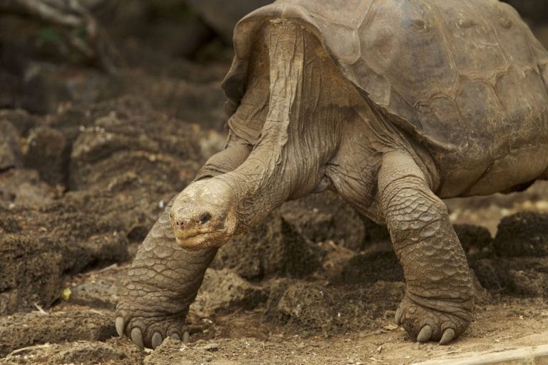 Galapagos Tortoise: The Complete Guide to the World’s Largest Tortoises
