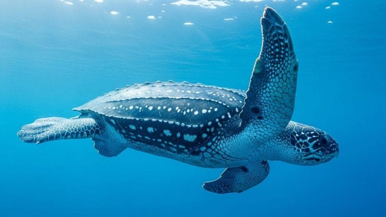 Leatherback Sea Turtle: The Ocean’s Ancient Gentle Giants