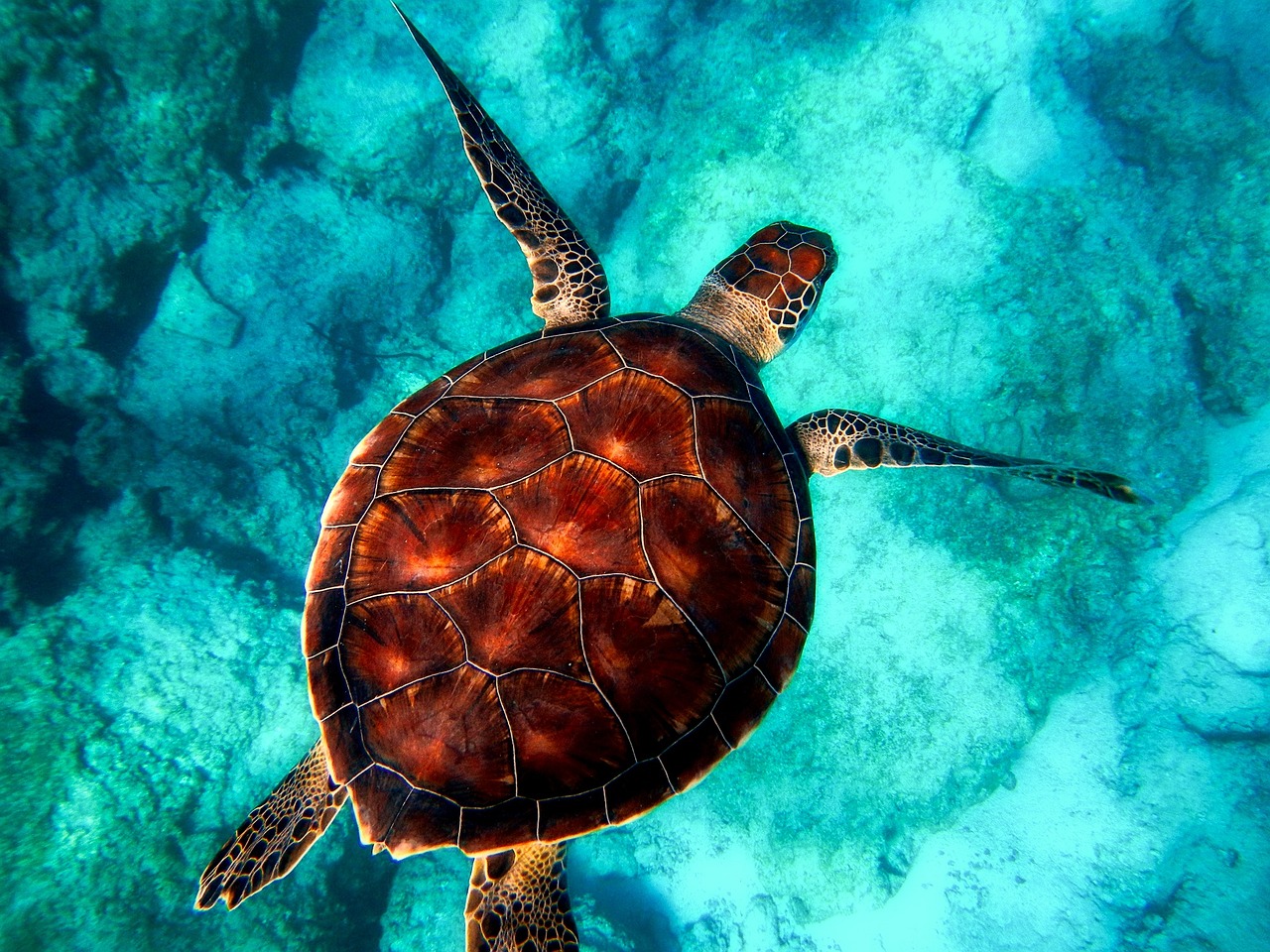 Green sea turtle grazing on seagrass at Akumal Bay, Riviera Maya, Mexico