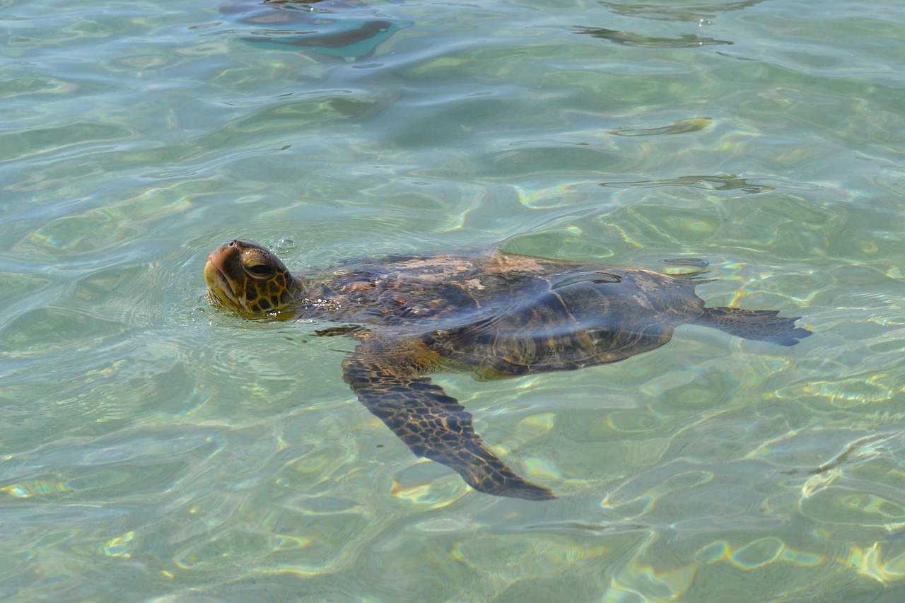 Hawaiian green sea turtle (honu) swimming in clear Maui ocean water off Kahekili Beach