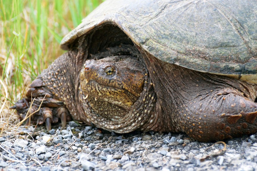 Common snapping turtle showing its hooked head and sharp front claws