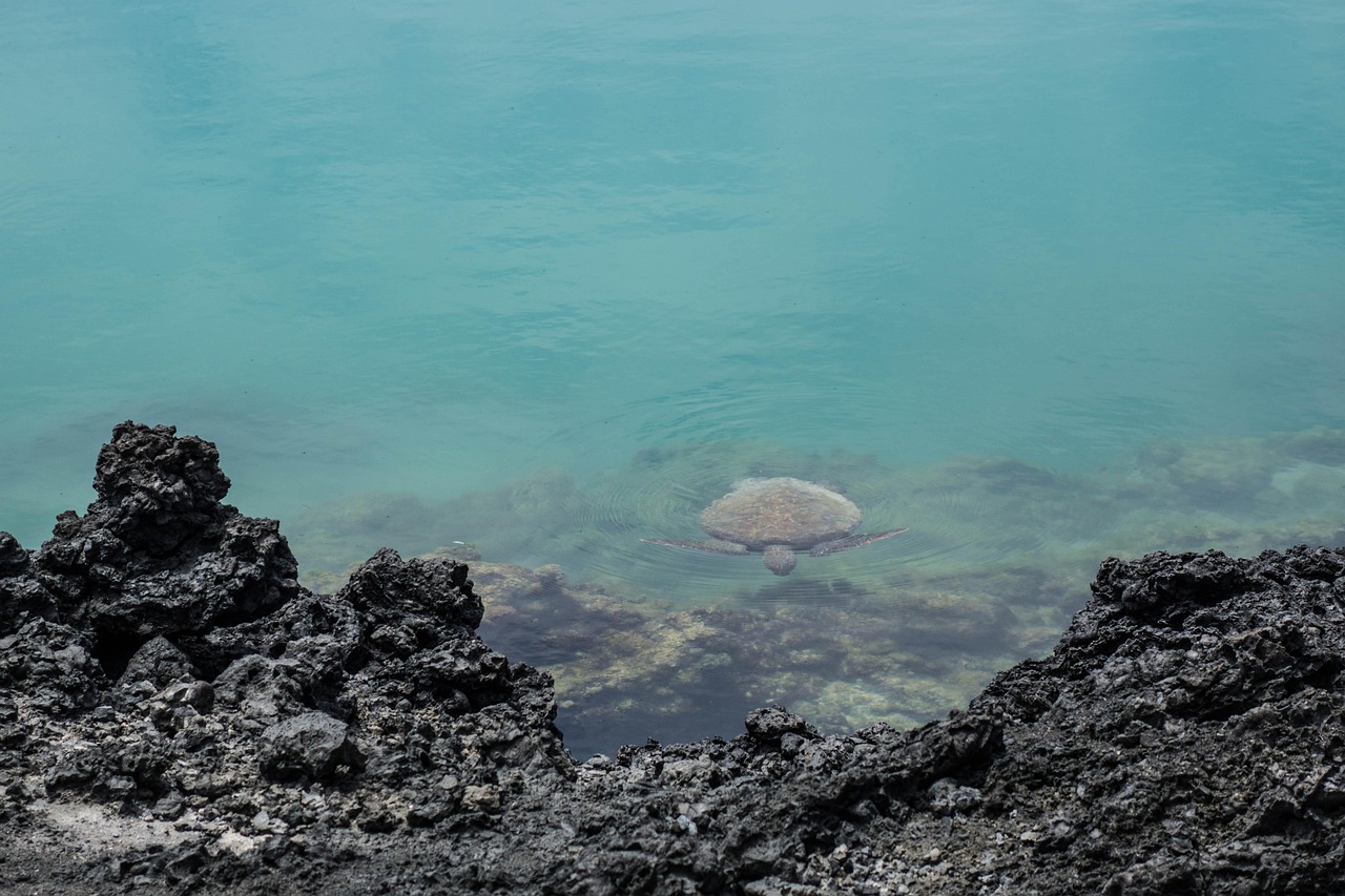 Galapagos green sea turtle swimming through clear water near Floreana or San Cristobal Island, Ecuador