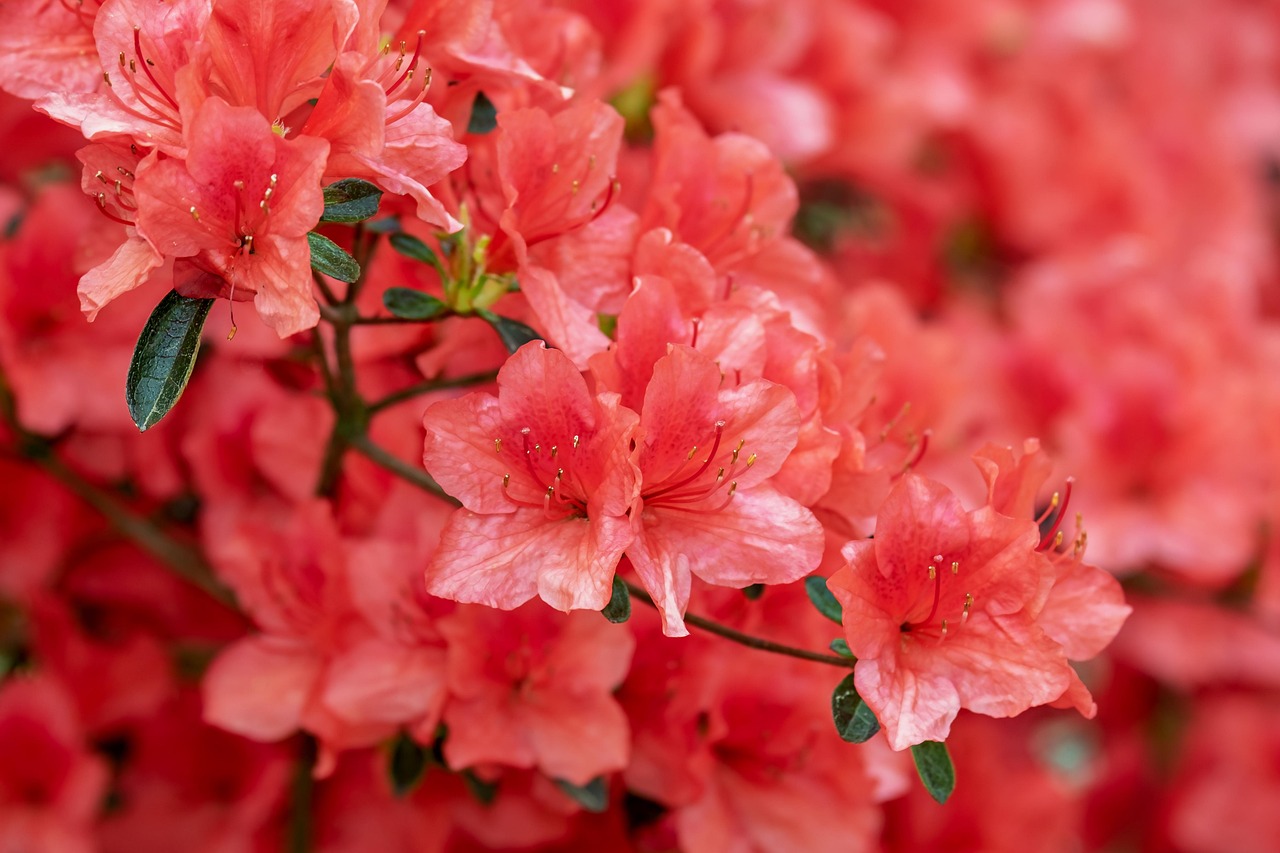 Rhododendron and azalea flowers in full bloom — highly toxic to tortoises across all species