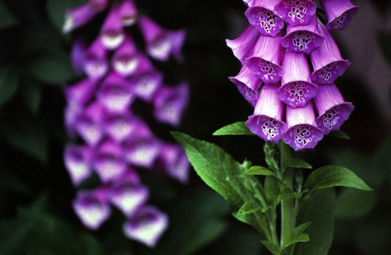 Purple foxglove flowers (Digitalis purpurea) — contains cardiac glycosides, toxic to tortoises