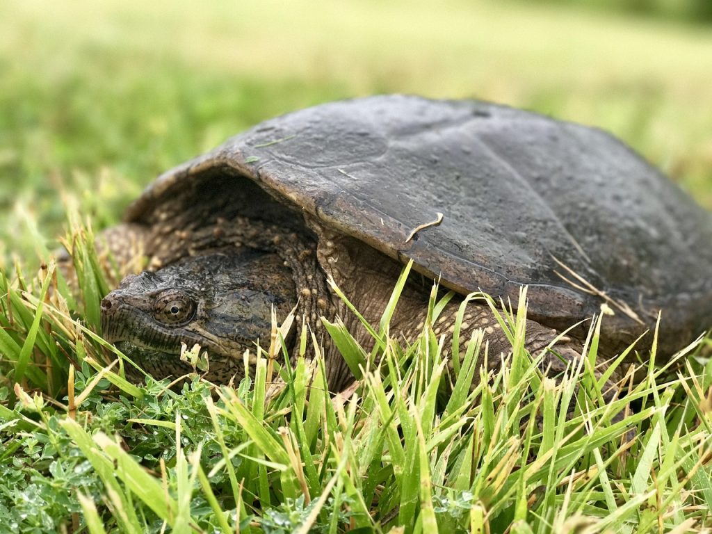 Common snapping turtle walking on grass on land