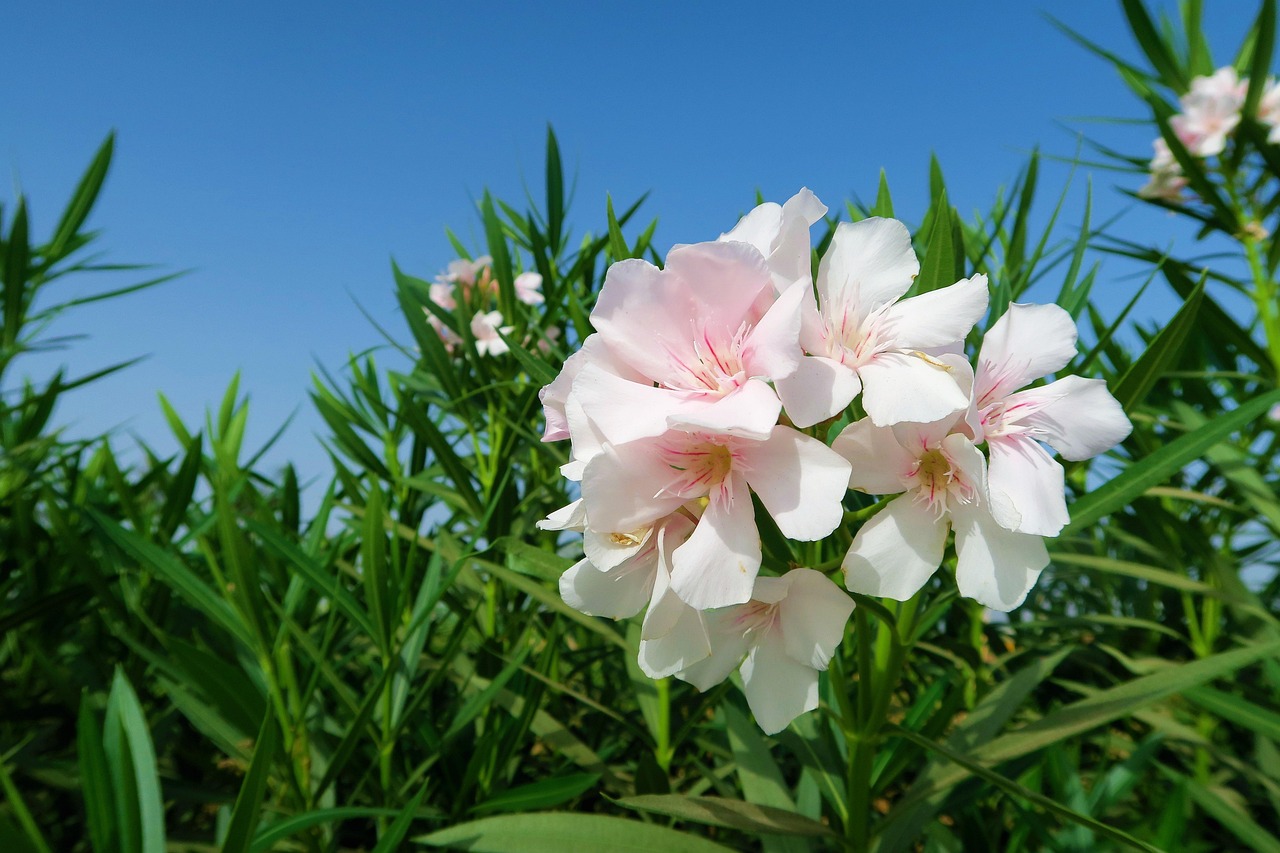 White oleander flowers (Nerium oleander) — one of the most toxic garden plants for tortoises
