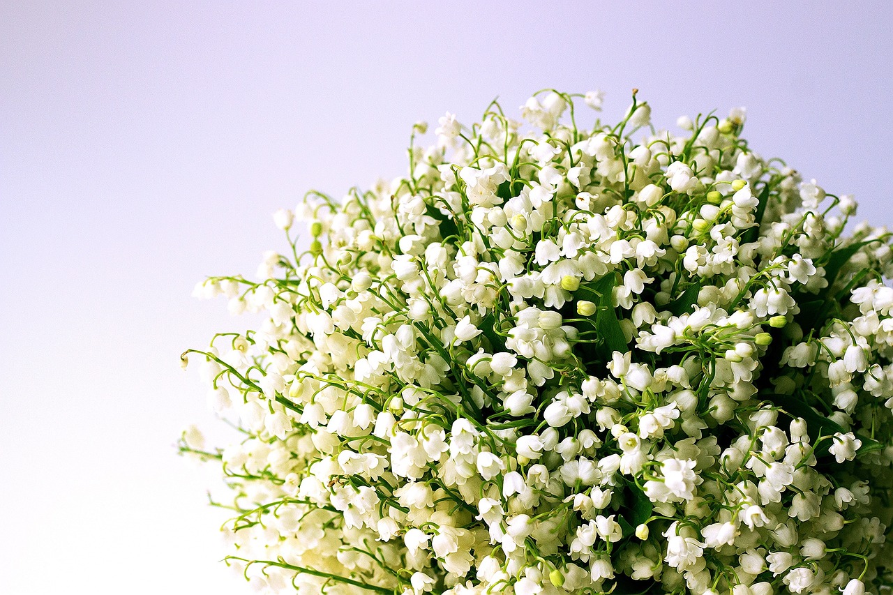 Lily of the Valley (Convallaria majalis) white bell-shaped flowers — contains cardiac glycosides, toxic to tortoises