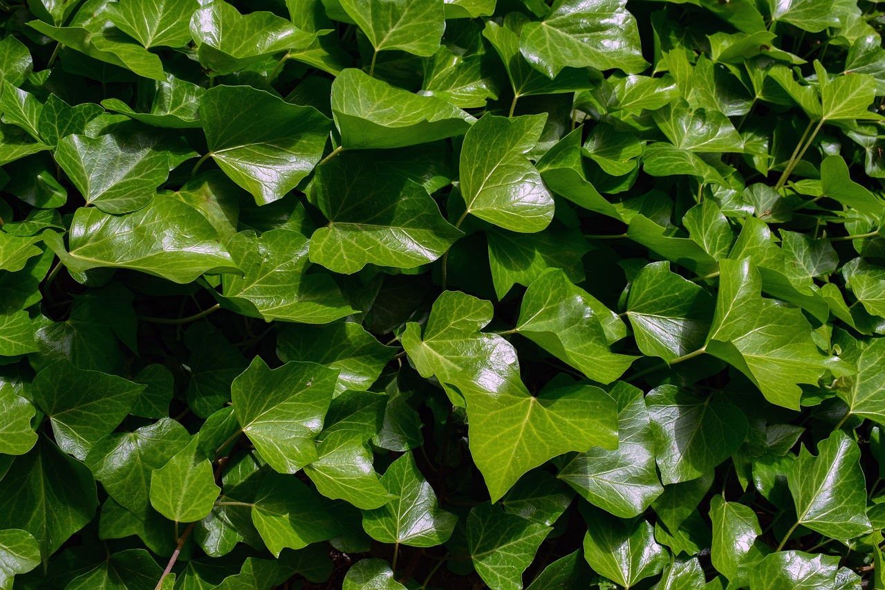 English ivy (Hedera helix) green leaves — causes vomiting and neurological symptoms in tortoises