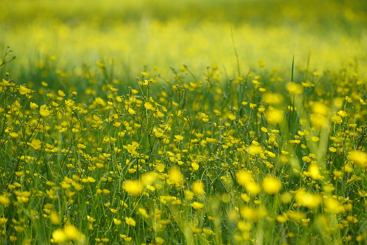 Yellow buttercup flowers (Ranunculus) growing in a meadow — toxic to tortoises, produces protoanemonin when chewed