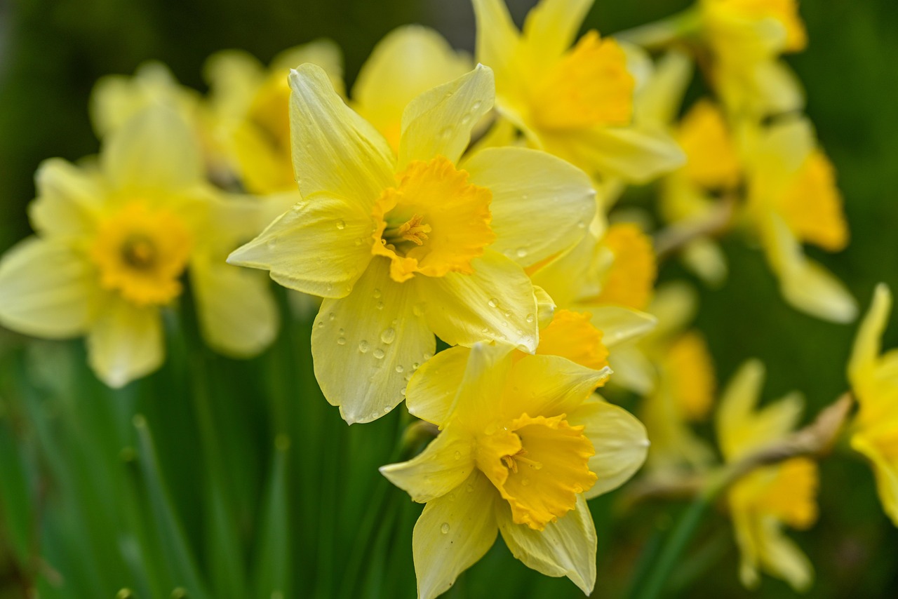 Wild yellow daffodils (Narcissus pseudonarcissus) in a garden — whole plant is toxic to tortoises, especially the bulbs