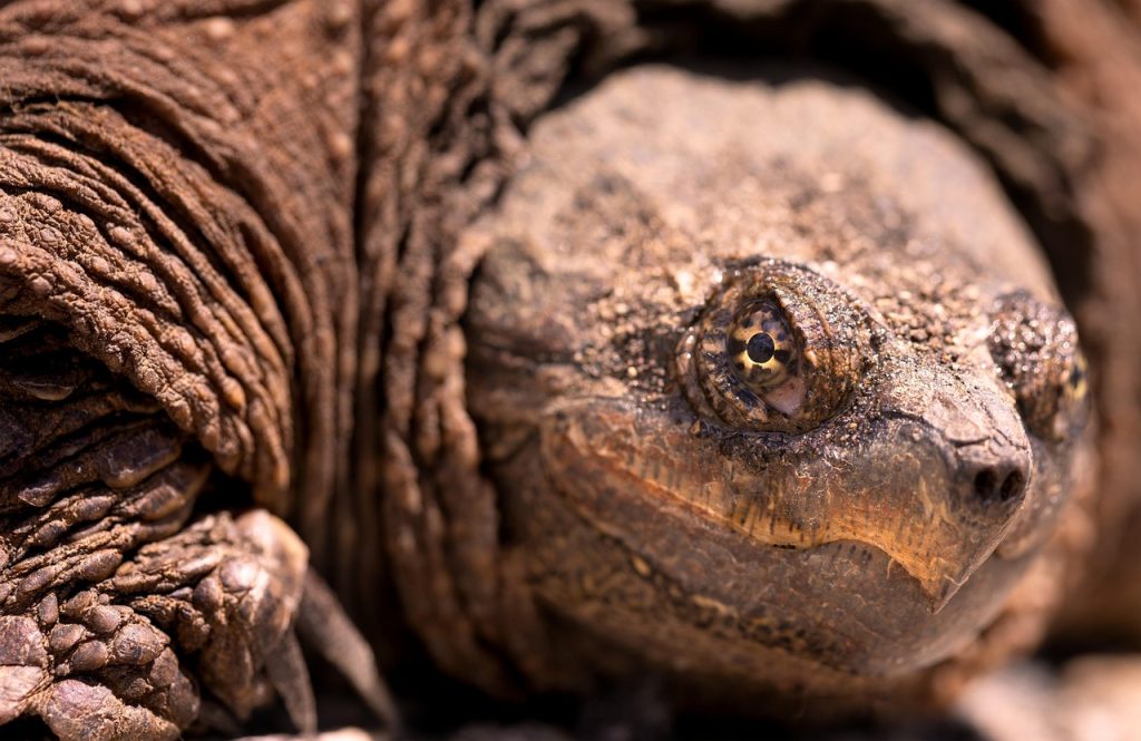 Close-up of a common snapping turtle's head, beak, and rough skin